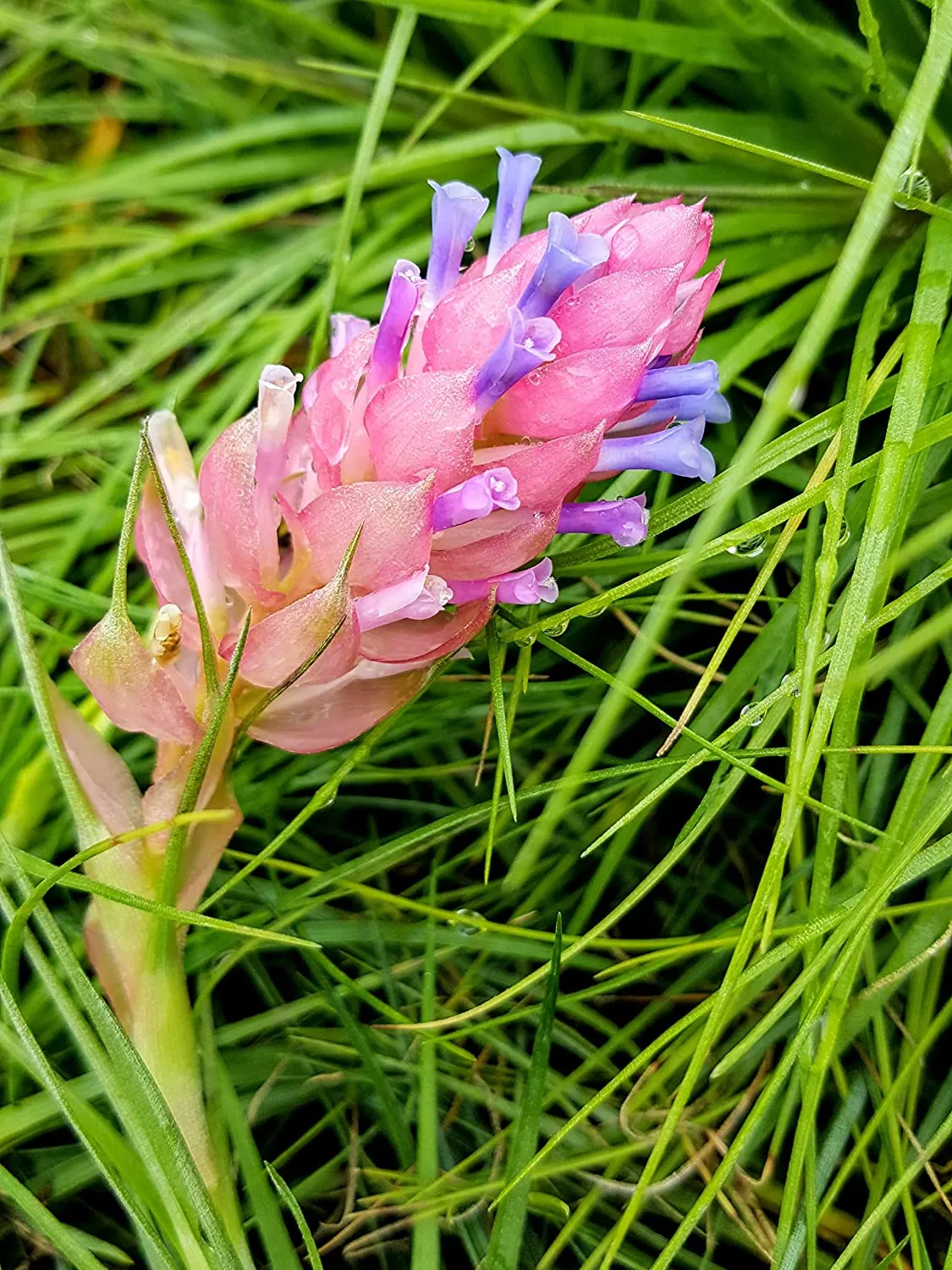 Stricta Air Plant