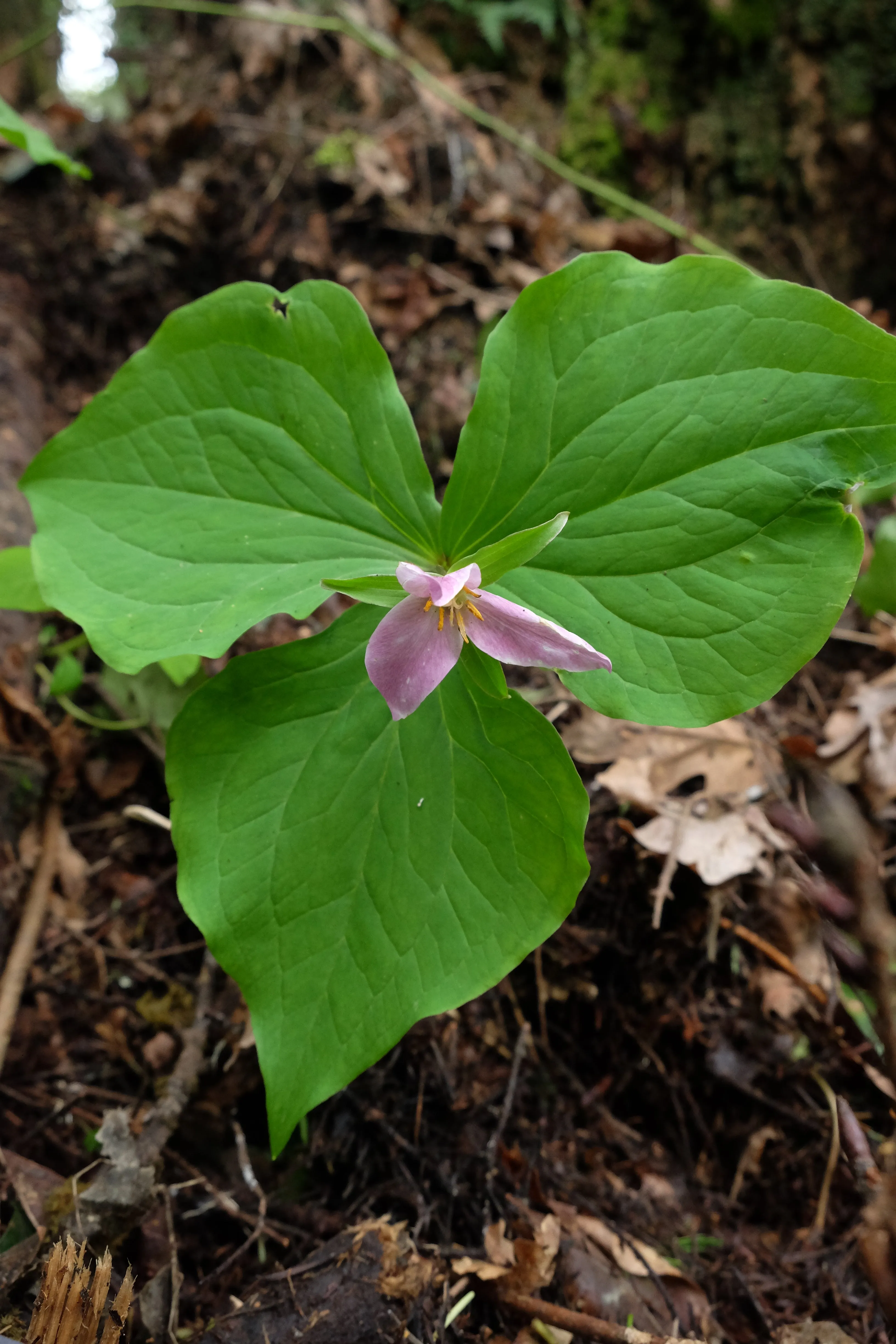 Trillium - bundle of 5 band pots