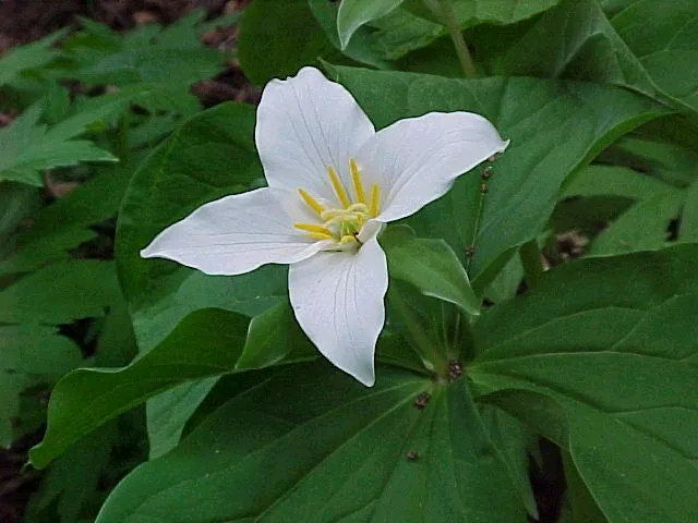 Trillium - bundle of 5 band pots